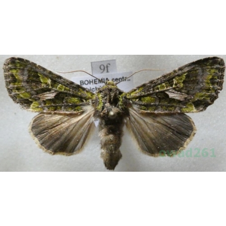 Trachea atriplicis (Linnaeus, 1758) male Agatówka łobodnica Czech9f